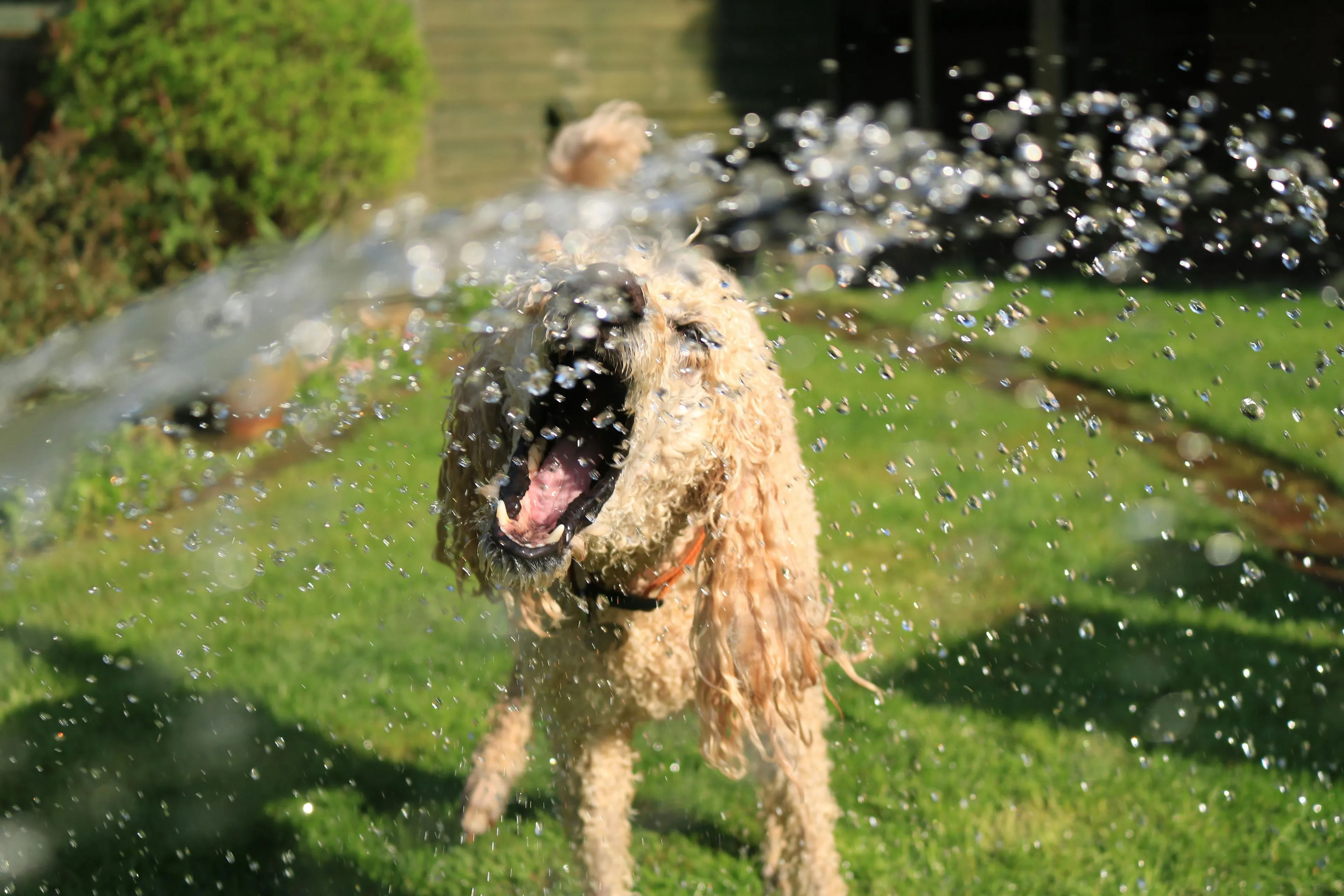 afkoeling hitte hond