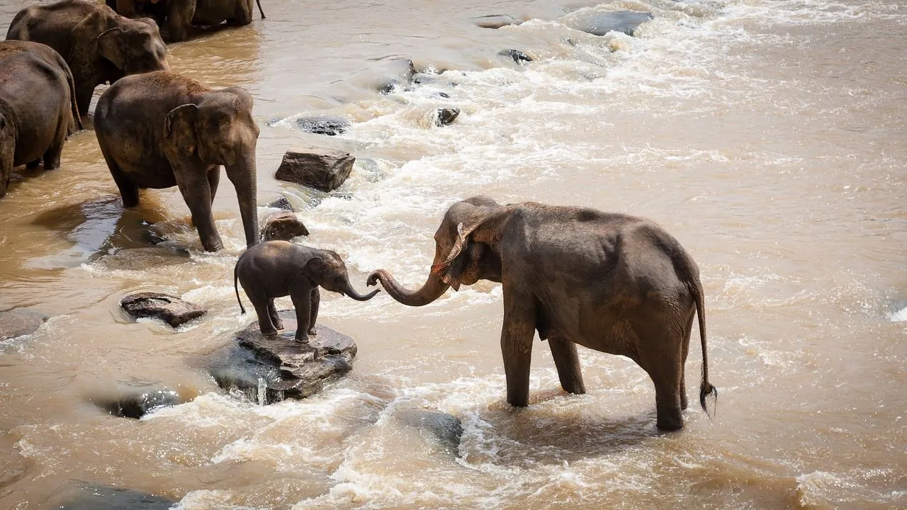 olifant
