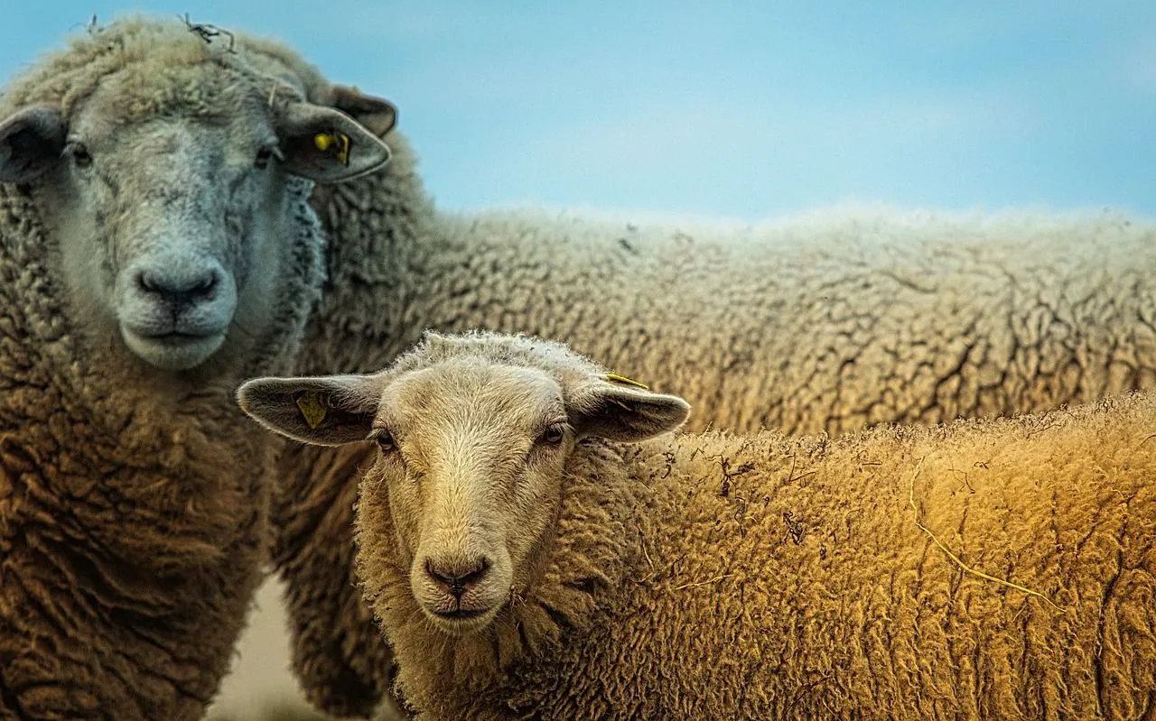 schaap schapen