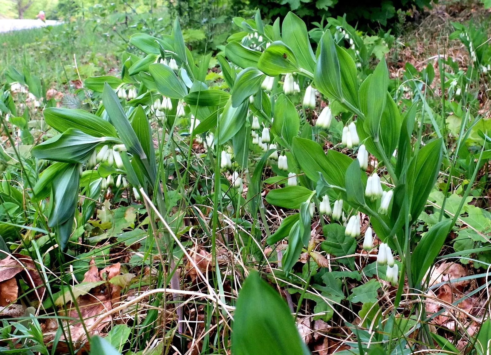 welriekende salomonszegel
