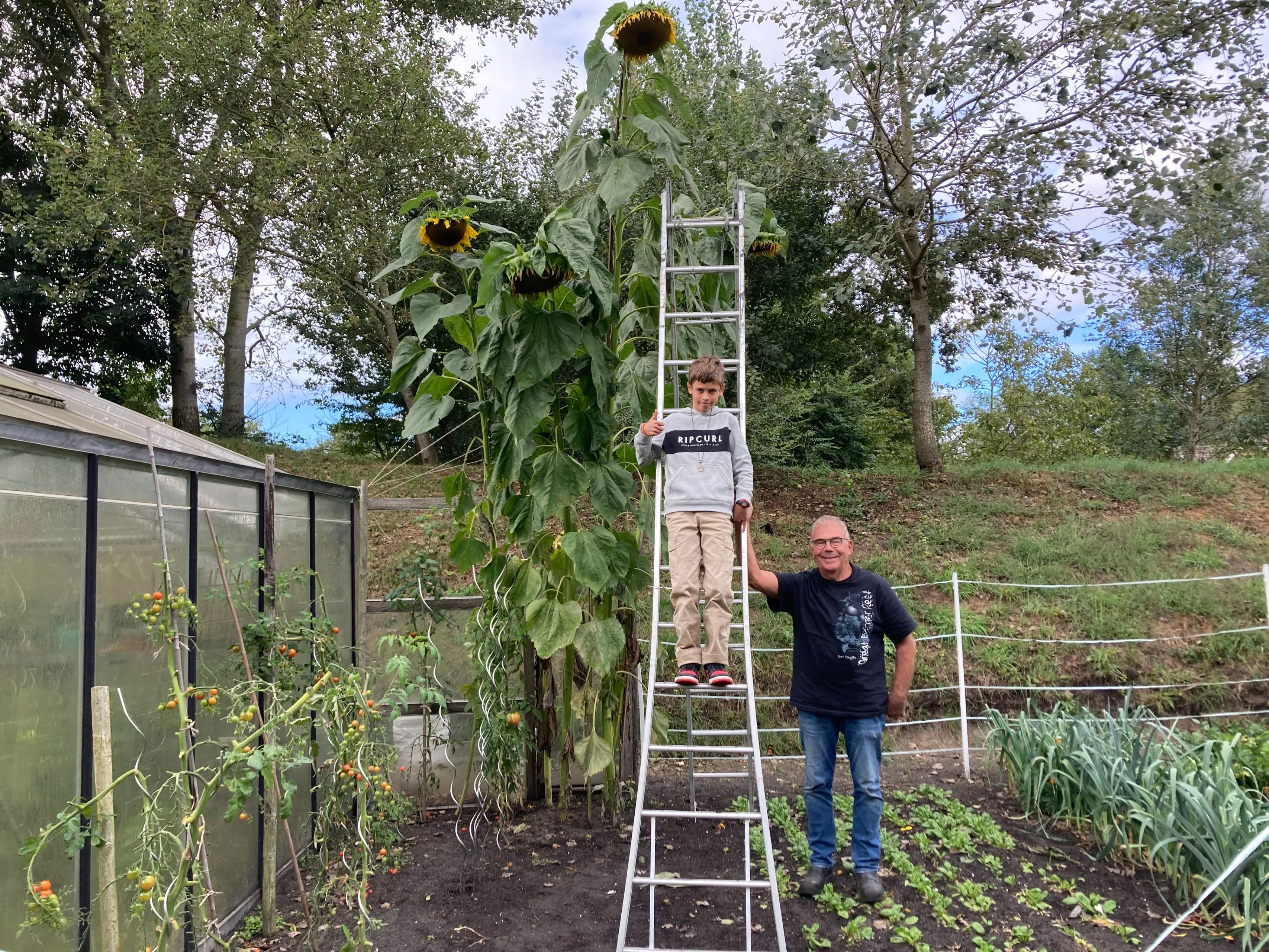 de hoogste zonnebloem van 2024
