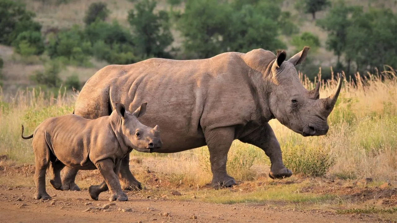 neushoorn