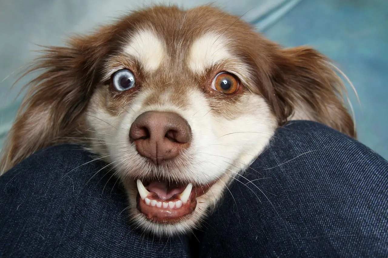 hond knuffel aaien therapiedier