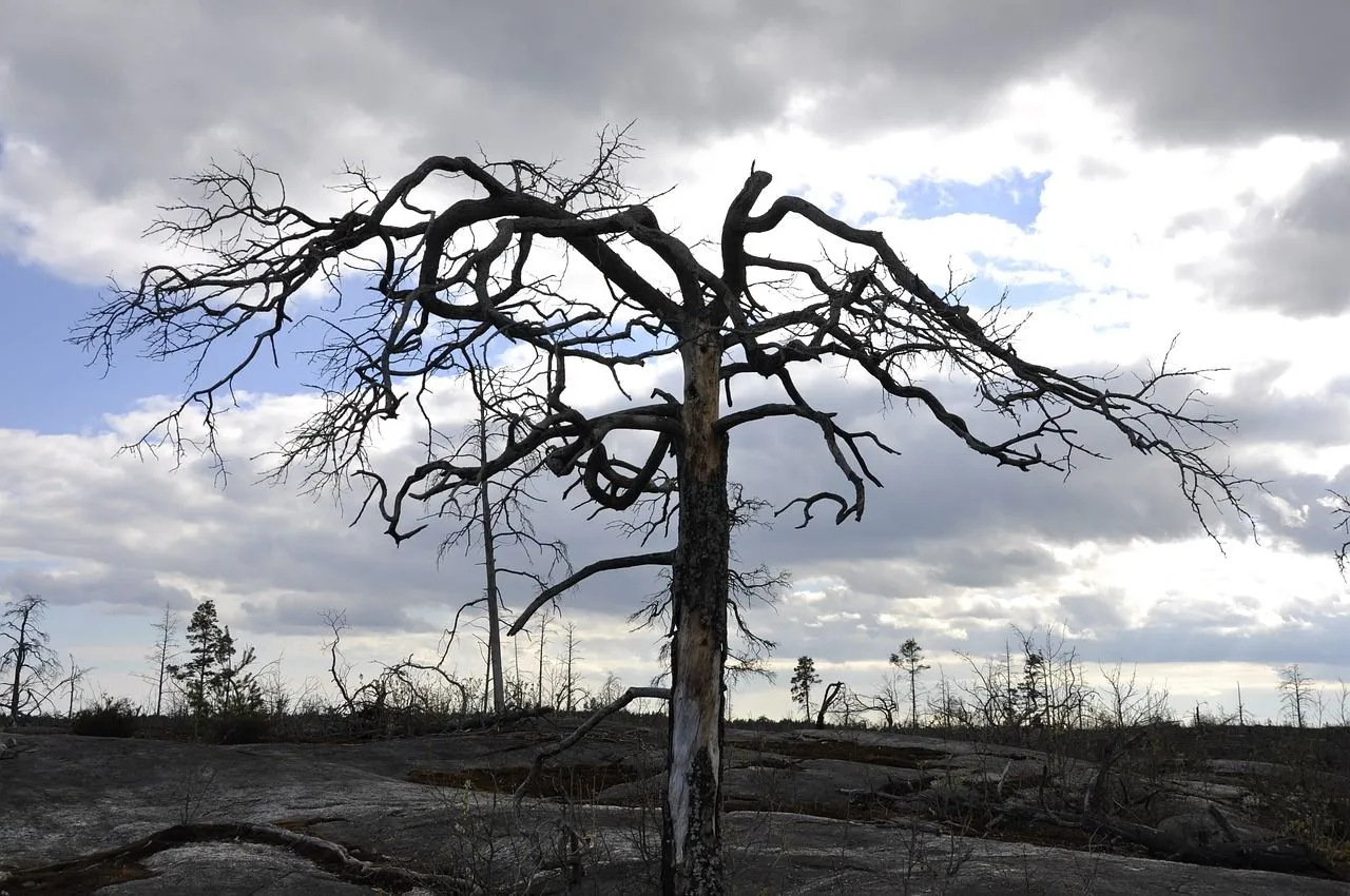 schade natuur bosbrand