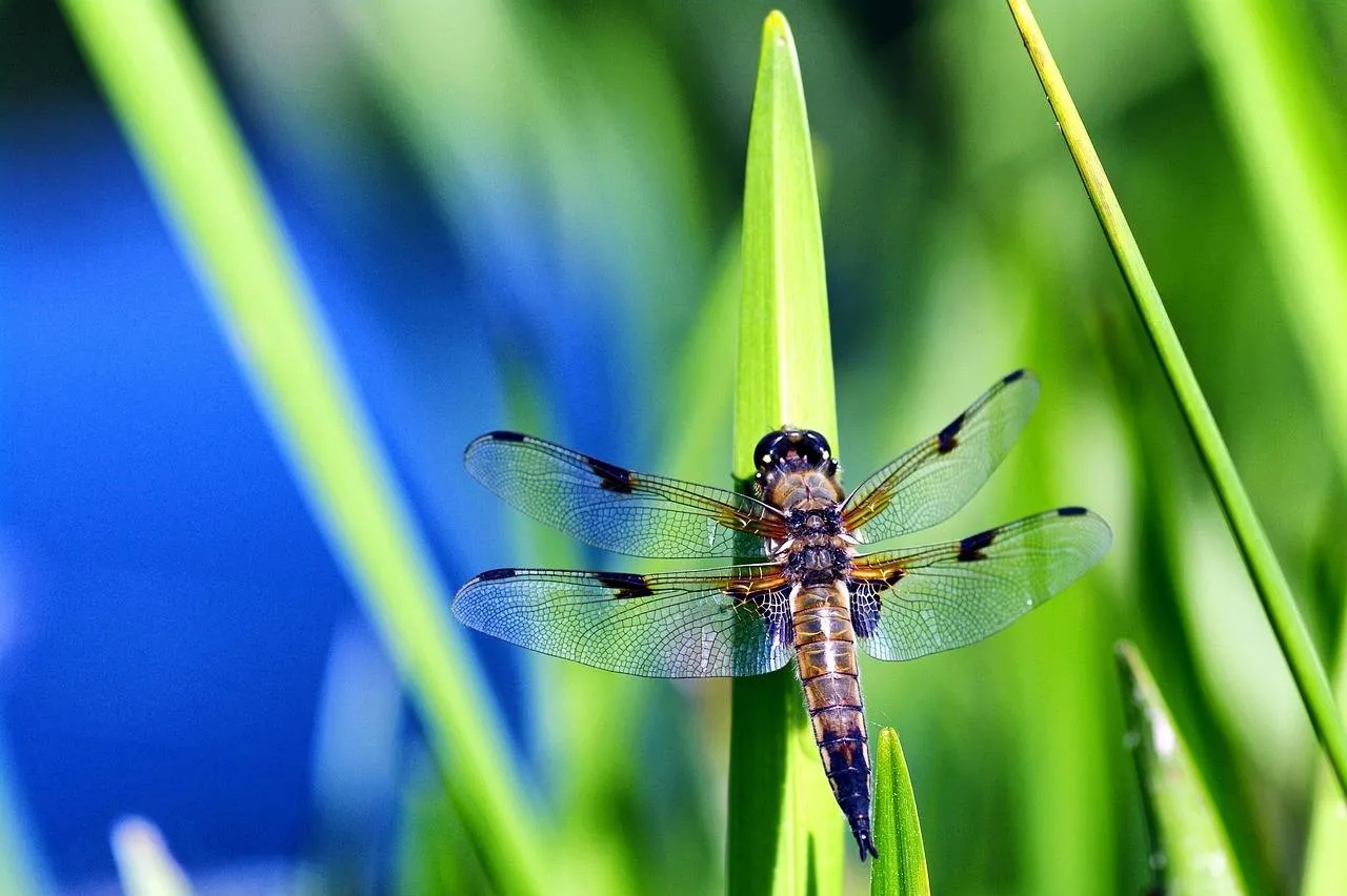 libelle