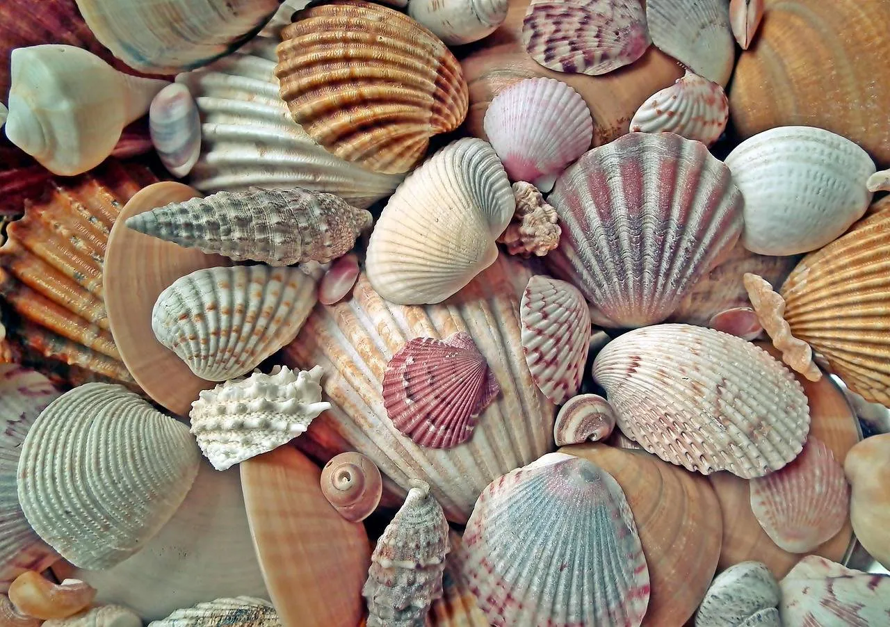 Schelpenteldag