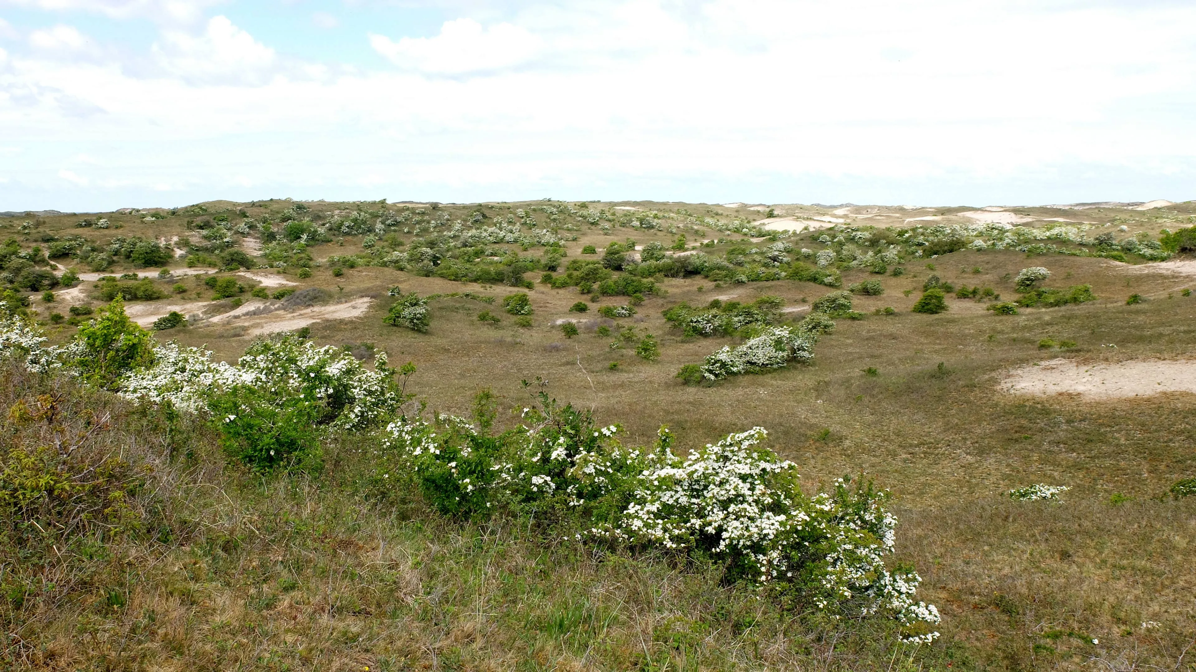 bloeiende meidoorns in de duinen bij egmond foto theo baas
