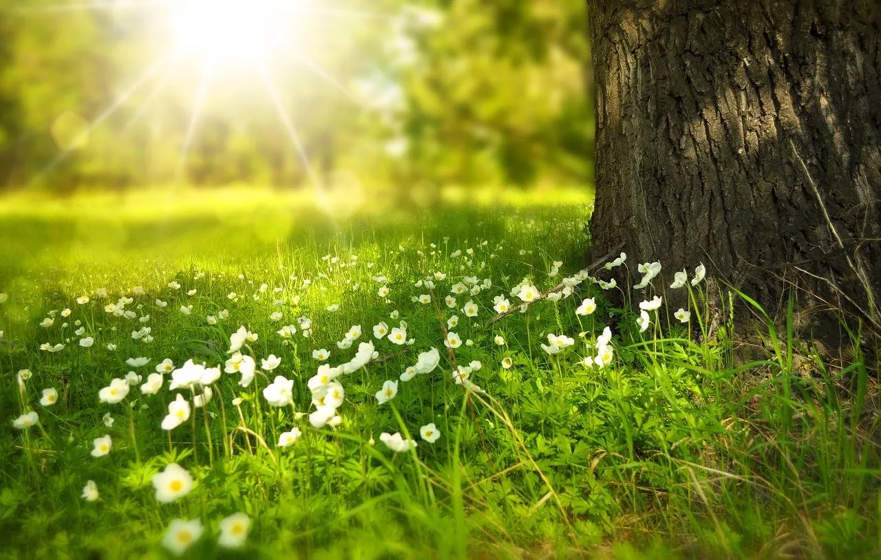 natuur bloemen zon