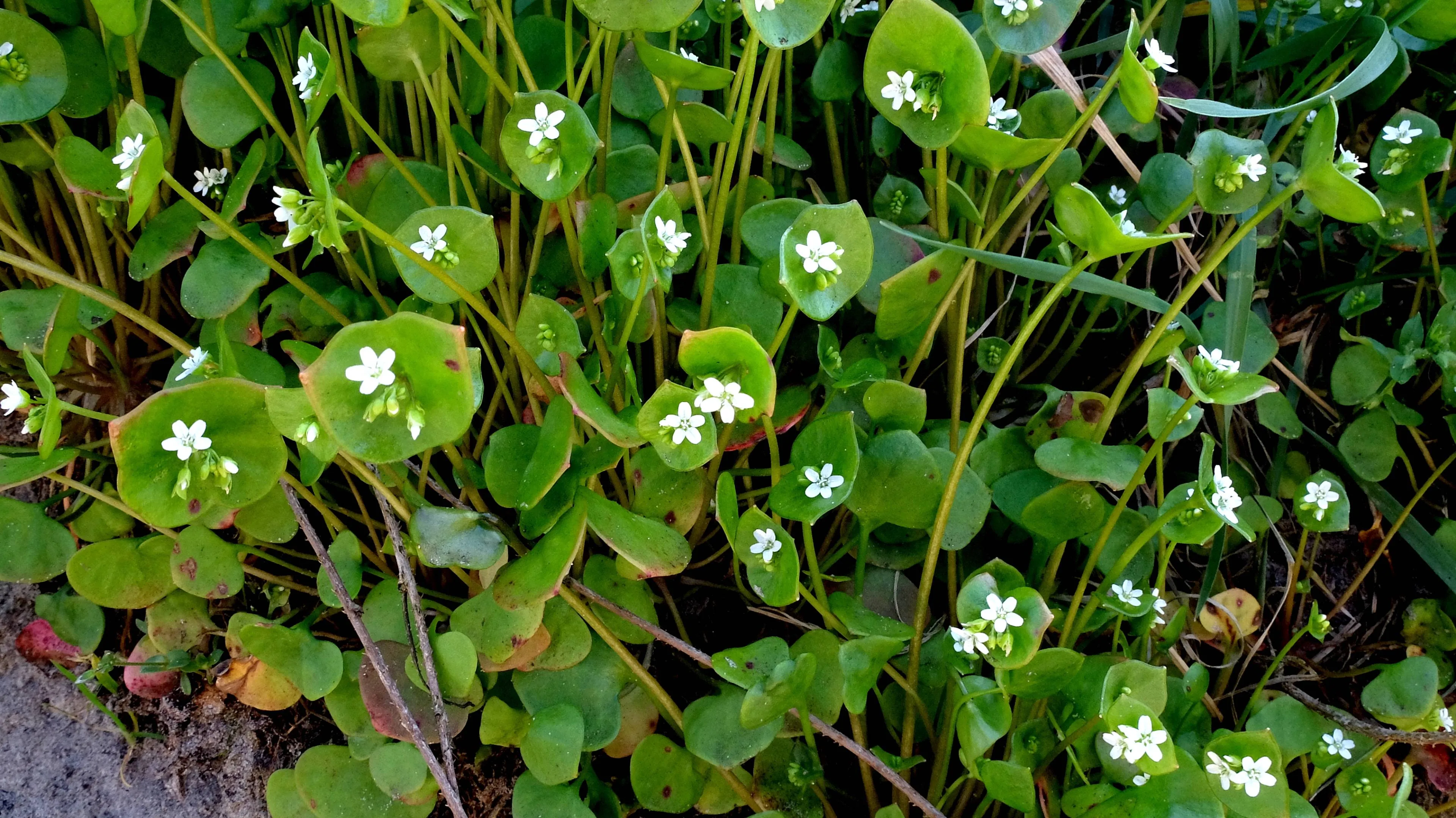Winterpostelein Theo Baas