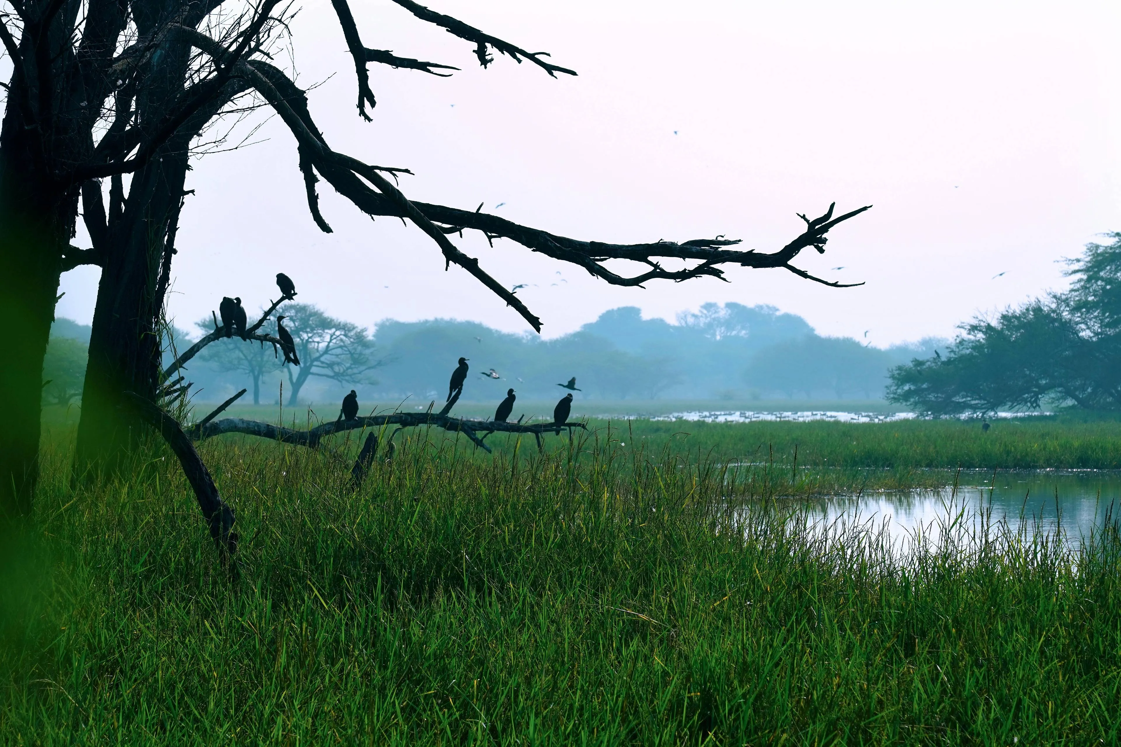 pexels-ankit-rainloure-1425442-36211521