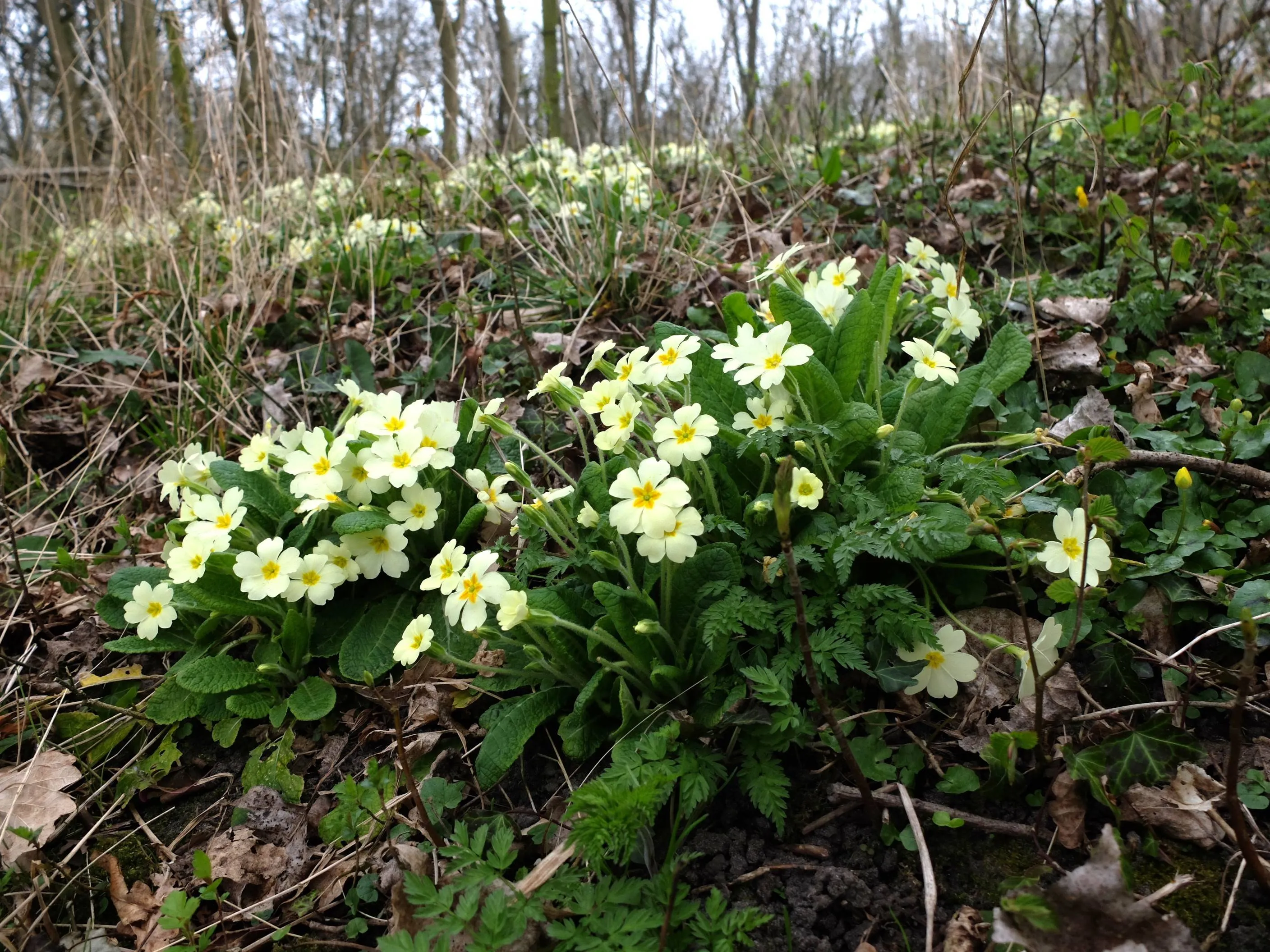 Stengelloze sleutelbloem
