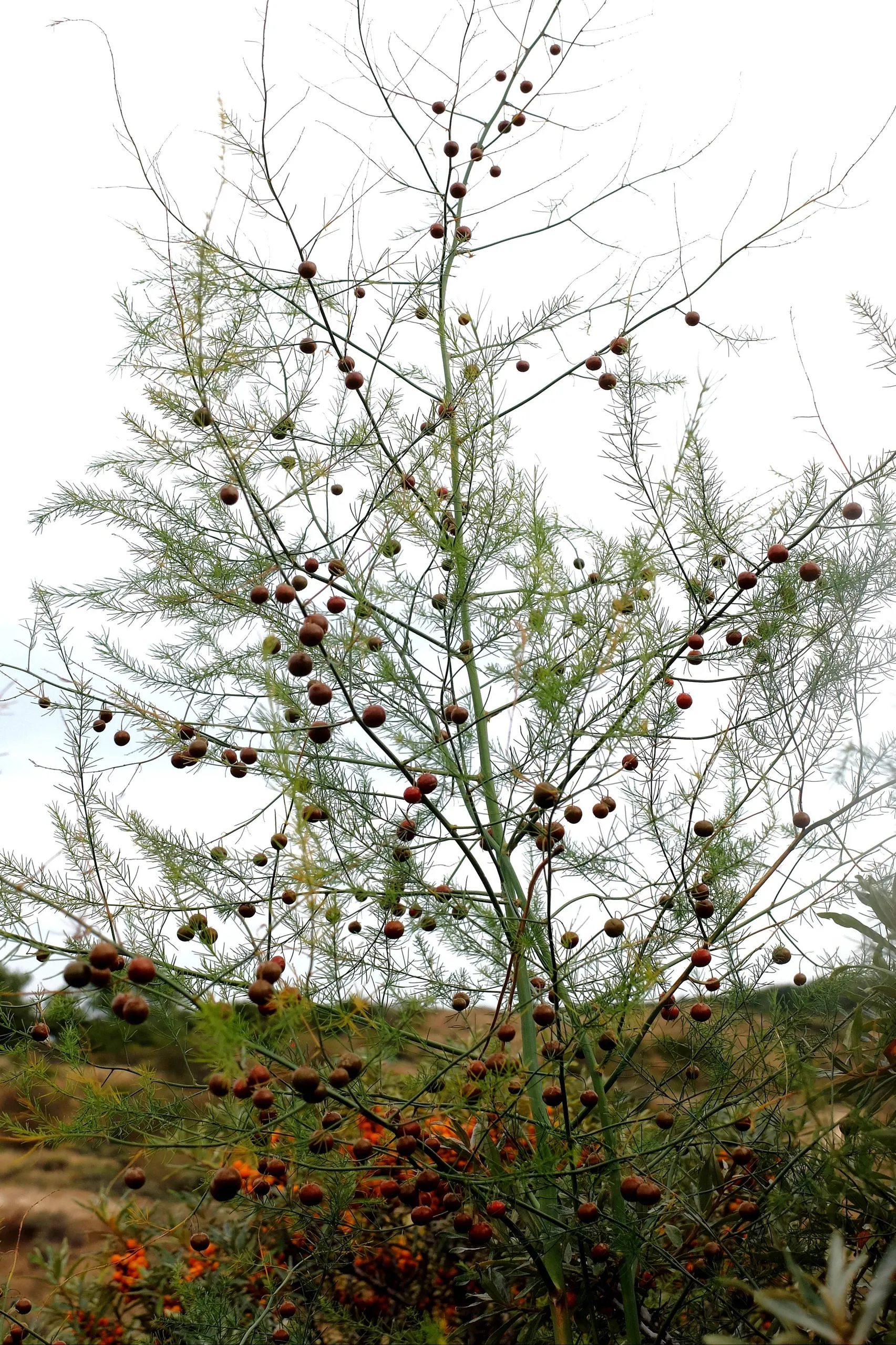 Asparagus officinalis (3)