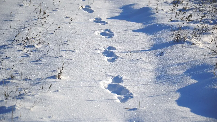 animal tracks 1858350 1920