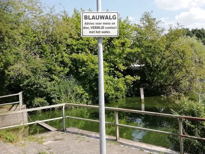 blauwalg d05fbc551d
