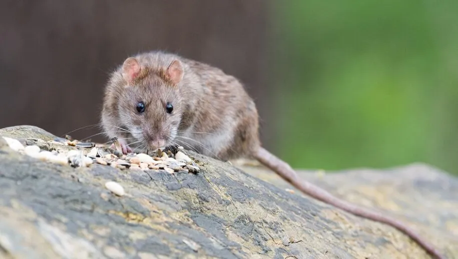 bruine rat 915x518 1