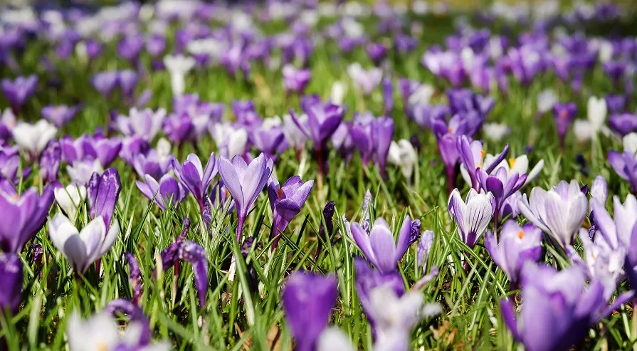 crocuses 3226433 1920