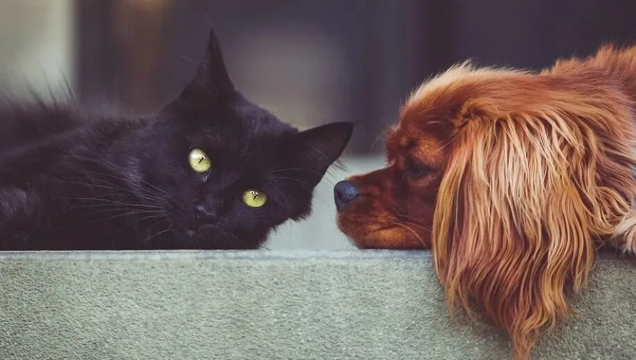 dog 2606759 1920 915x518 1