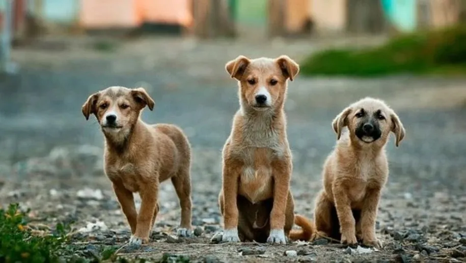 dogs 984015 340 915x518 1