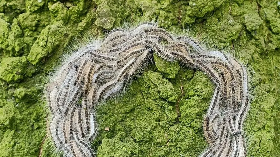 eikenprocessierups 4260017 1920 1