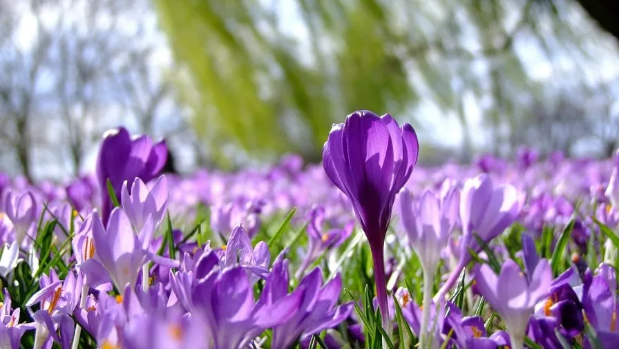 flowers 190866 1920