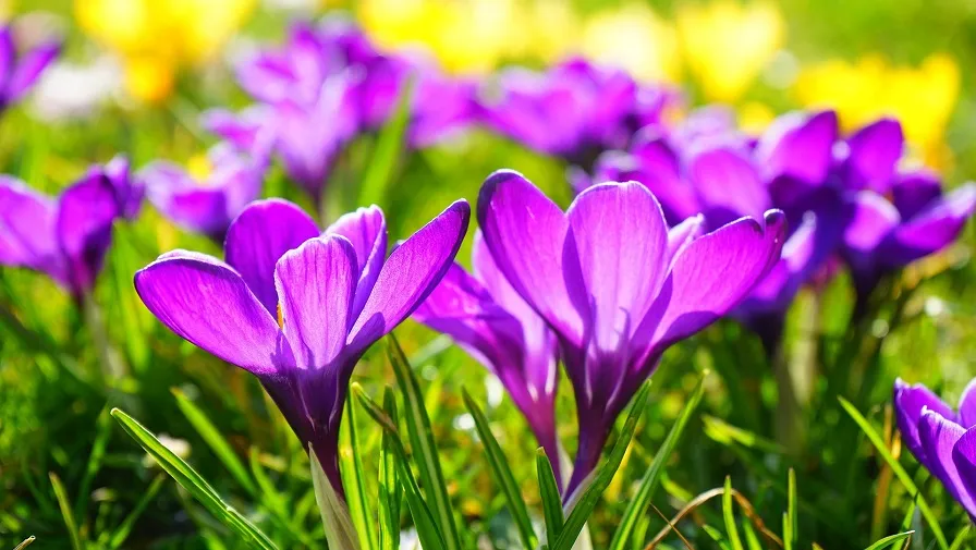 flowers 318291 1920