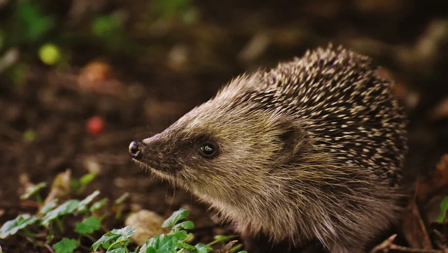 hedgehog child 1696328 1920 pixabay 915x518 1