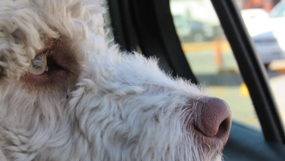 hond in auto 915x518 1