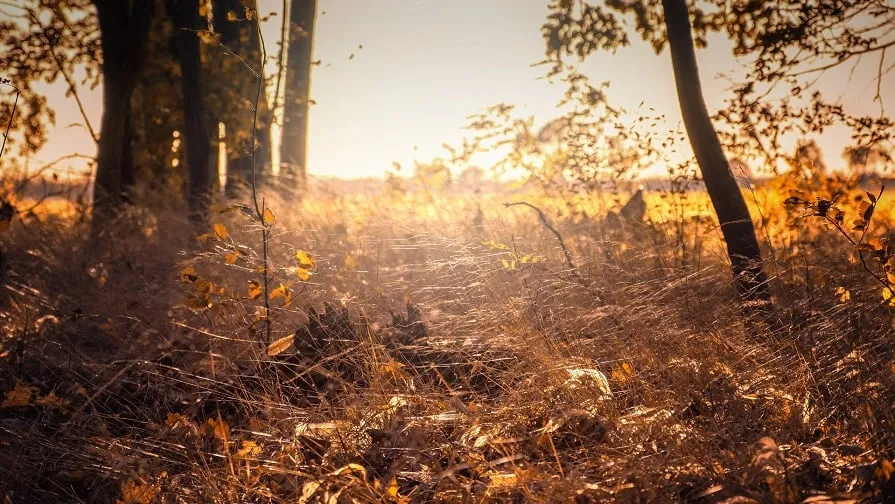 indian summer 2942590 1920