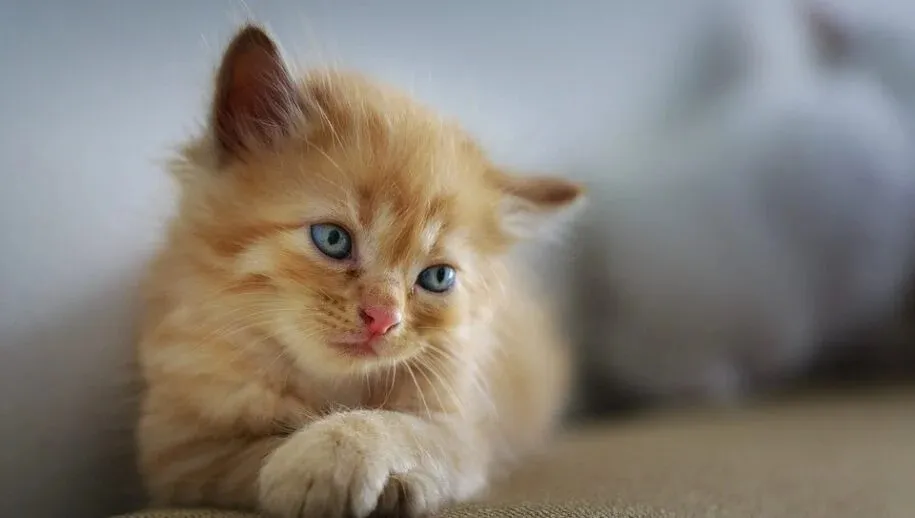 kat