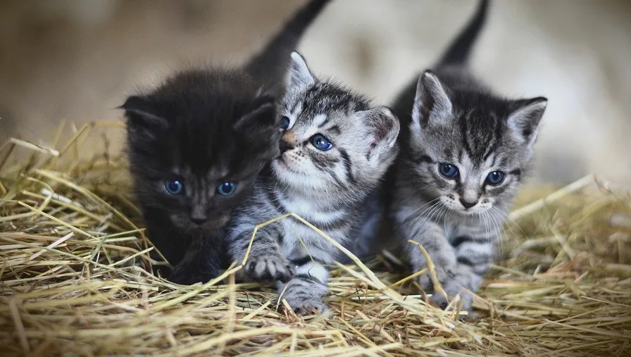 kittens 3535404 1920