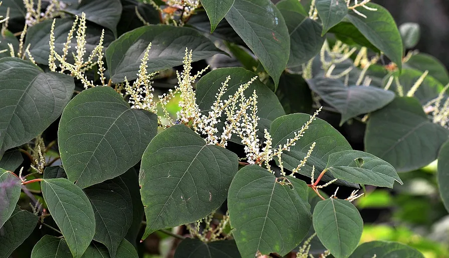 knotweed 2699120 1280