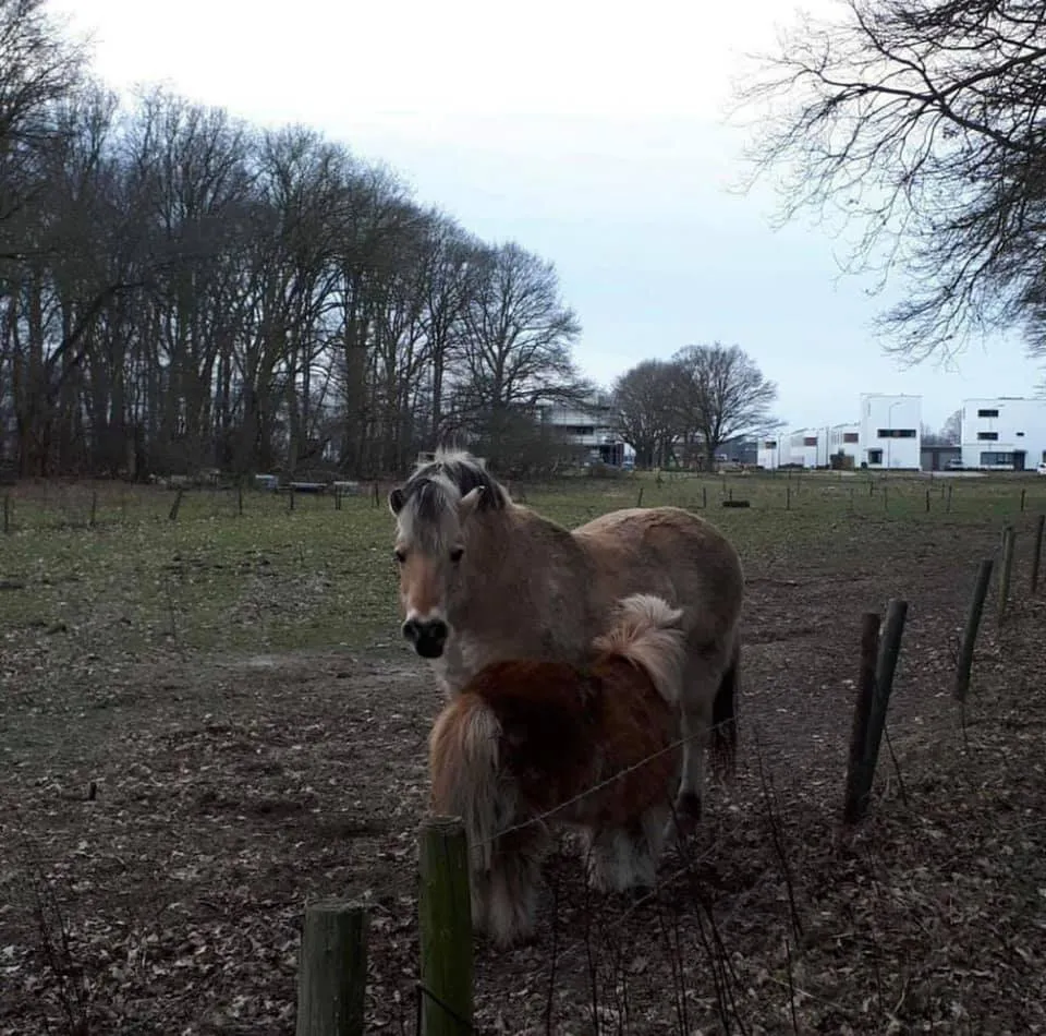 pony