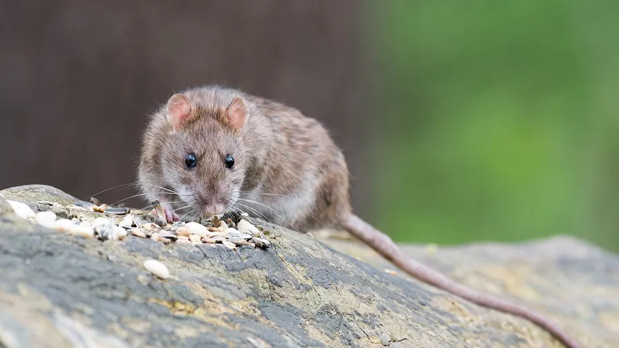 rat
