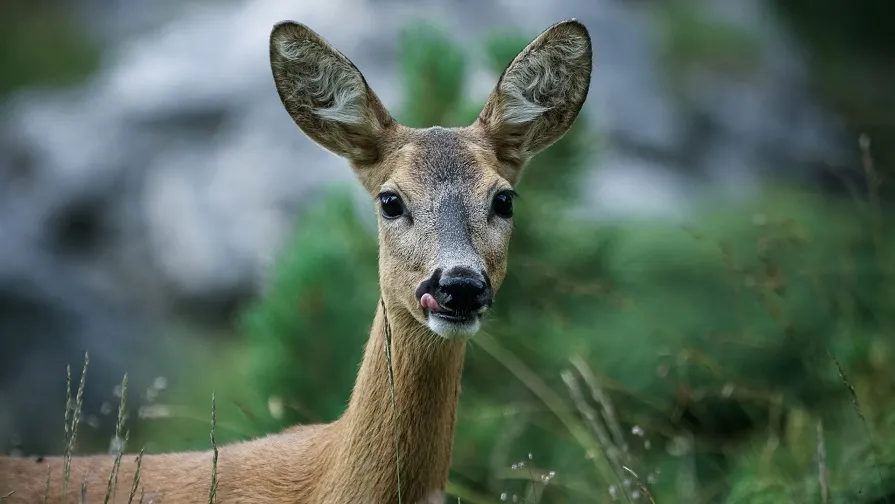 roe deer 4589923 1920