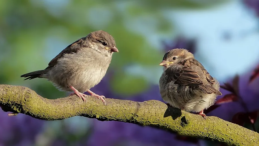 sparrows 3434123 1920