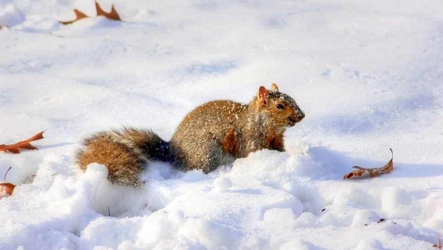 squirrel 230621 1920