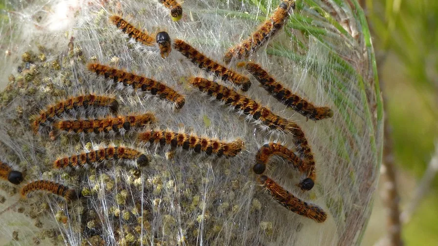 the pine processionary moth 2032346 1920