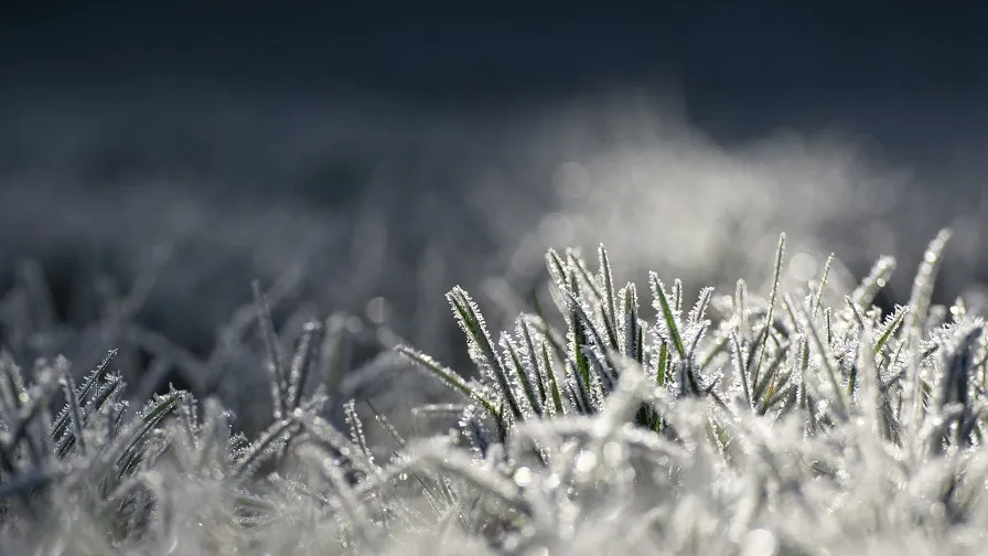 vorst