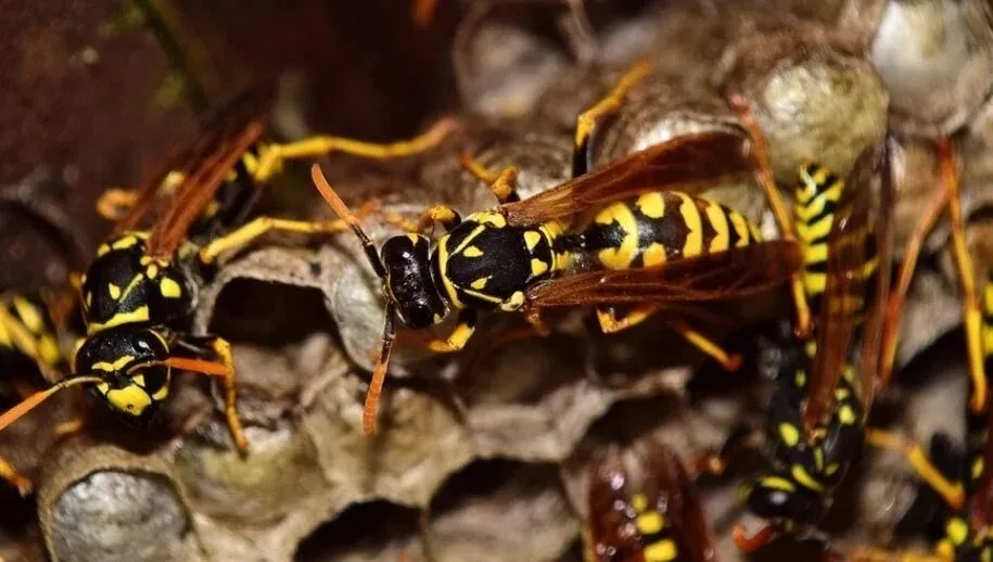 wasps 2702482 960 720 915x518 1 915x518 1