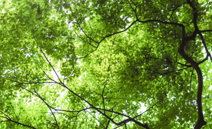 csm bomen ae71872bcf