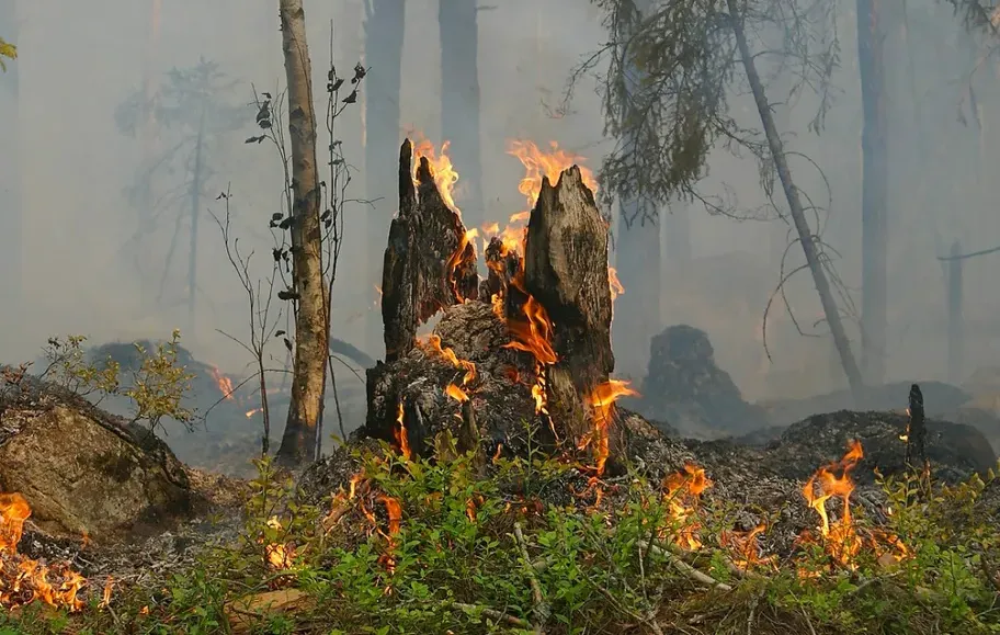 bosbrand-665e019049c49