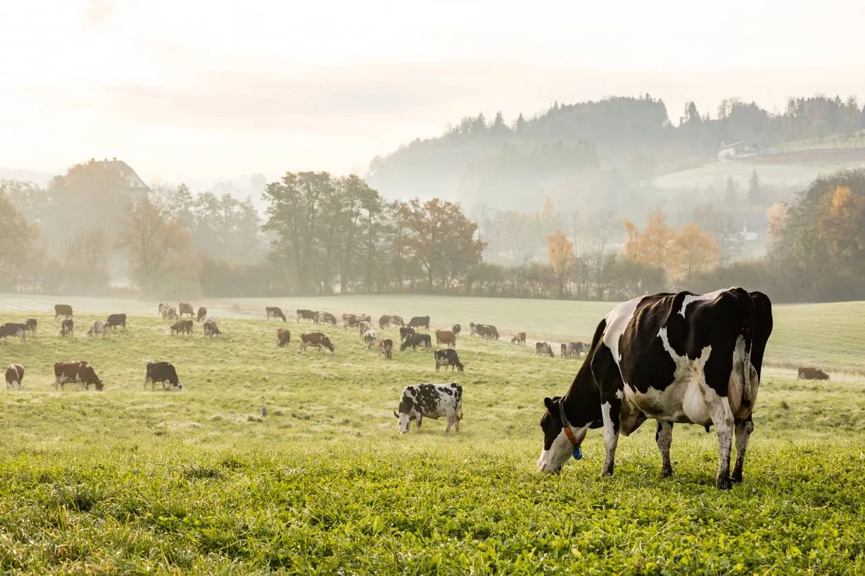 istock 923731954