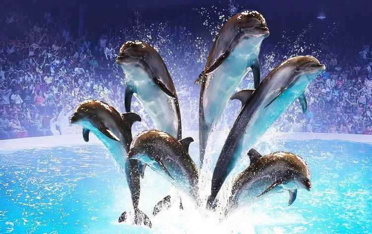 dubai dolphinarium
