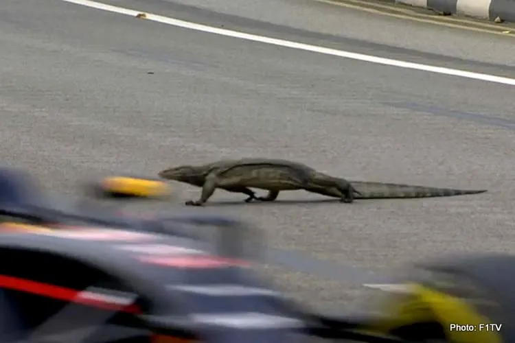 godzilla lizard singapore gp