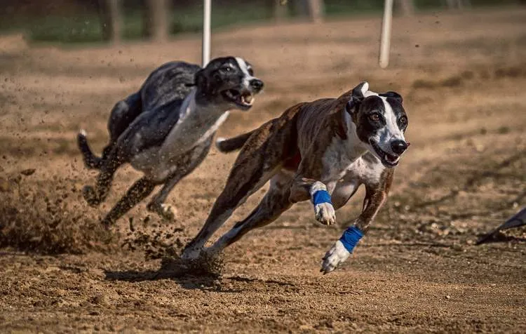 greyhound