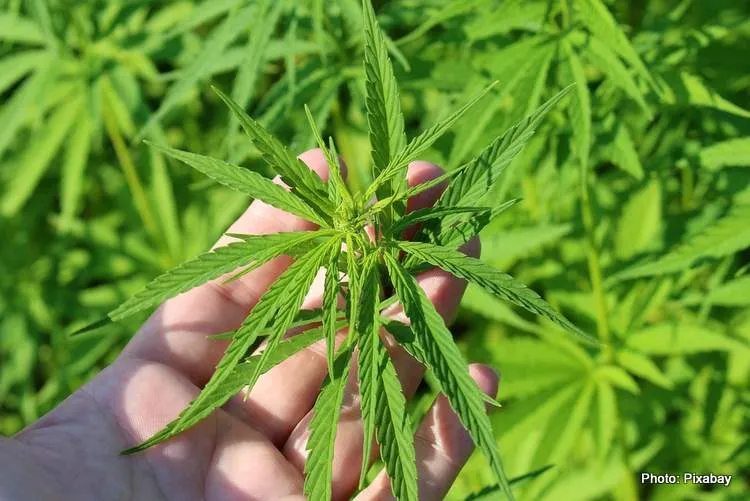 hemp plant 3661210 1280