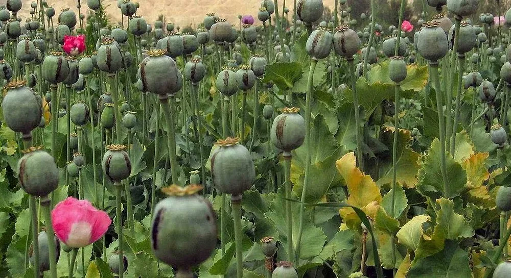 1024px afghanistan 16 e1428661721258