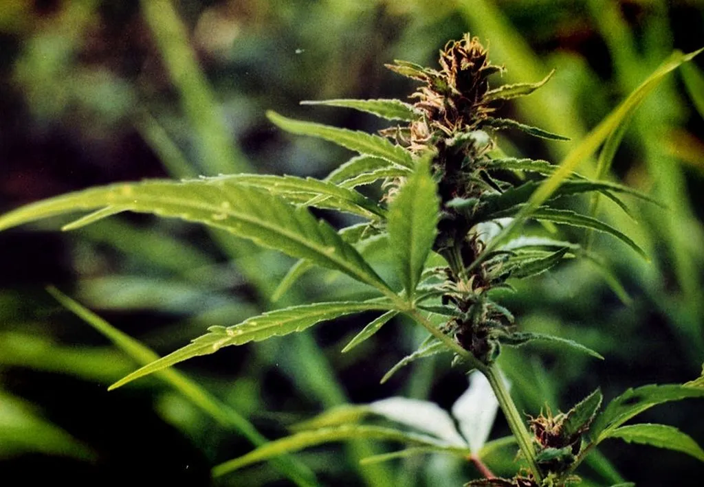 1024px cannbis indica female flos