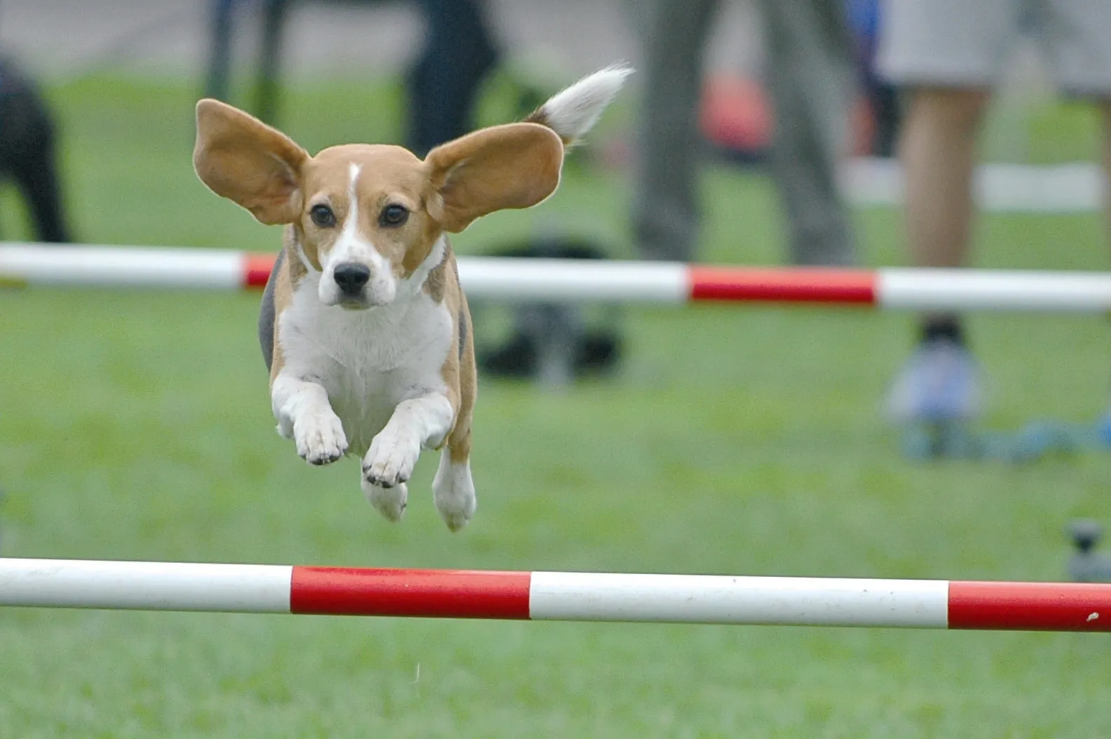 afb 2 dagvandehond 22 mei 2011 hondensport behendigheid foto p kafoe 04