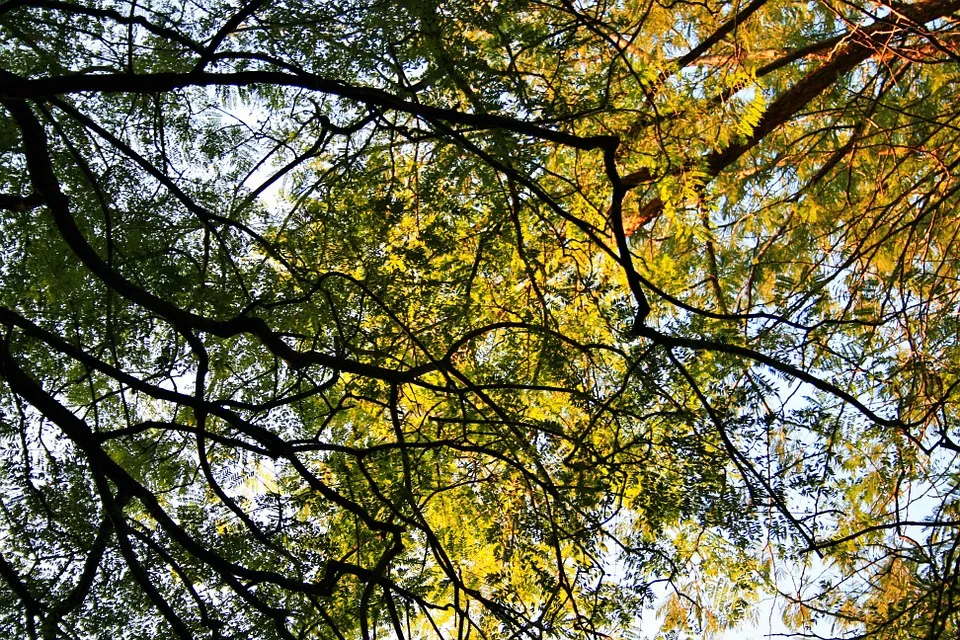 bomen jacaranda trees 399652 960 720